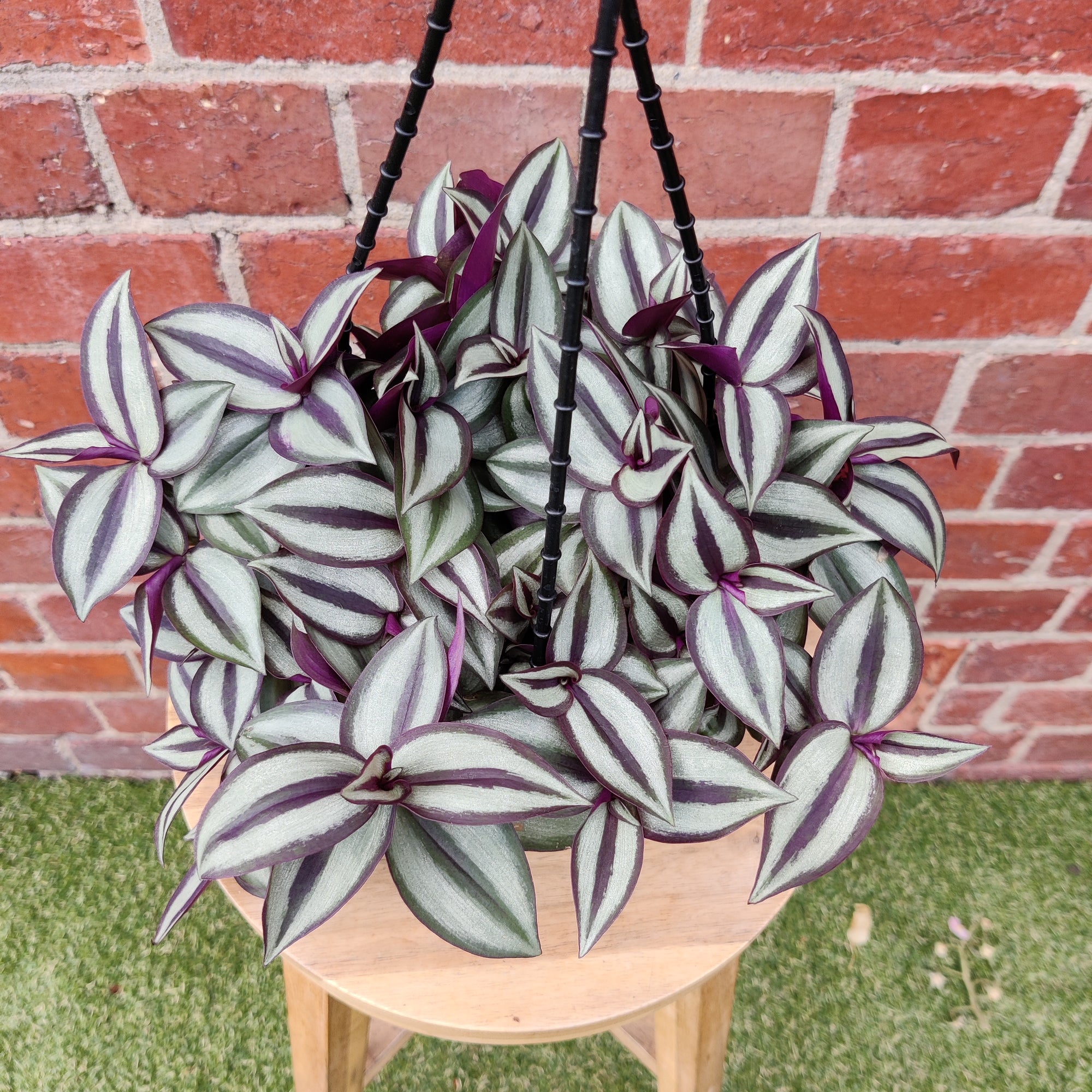 Tradescantia Zebrina Purple Highway - 15cm Hanging basket