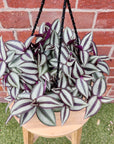 Tradescantia Zebrina Purple Highway - 15cm Hanging basket