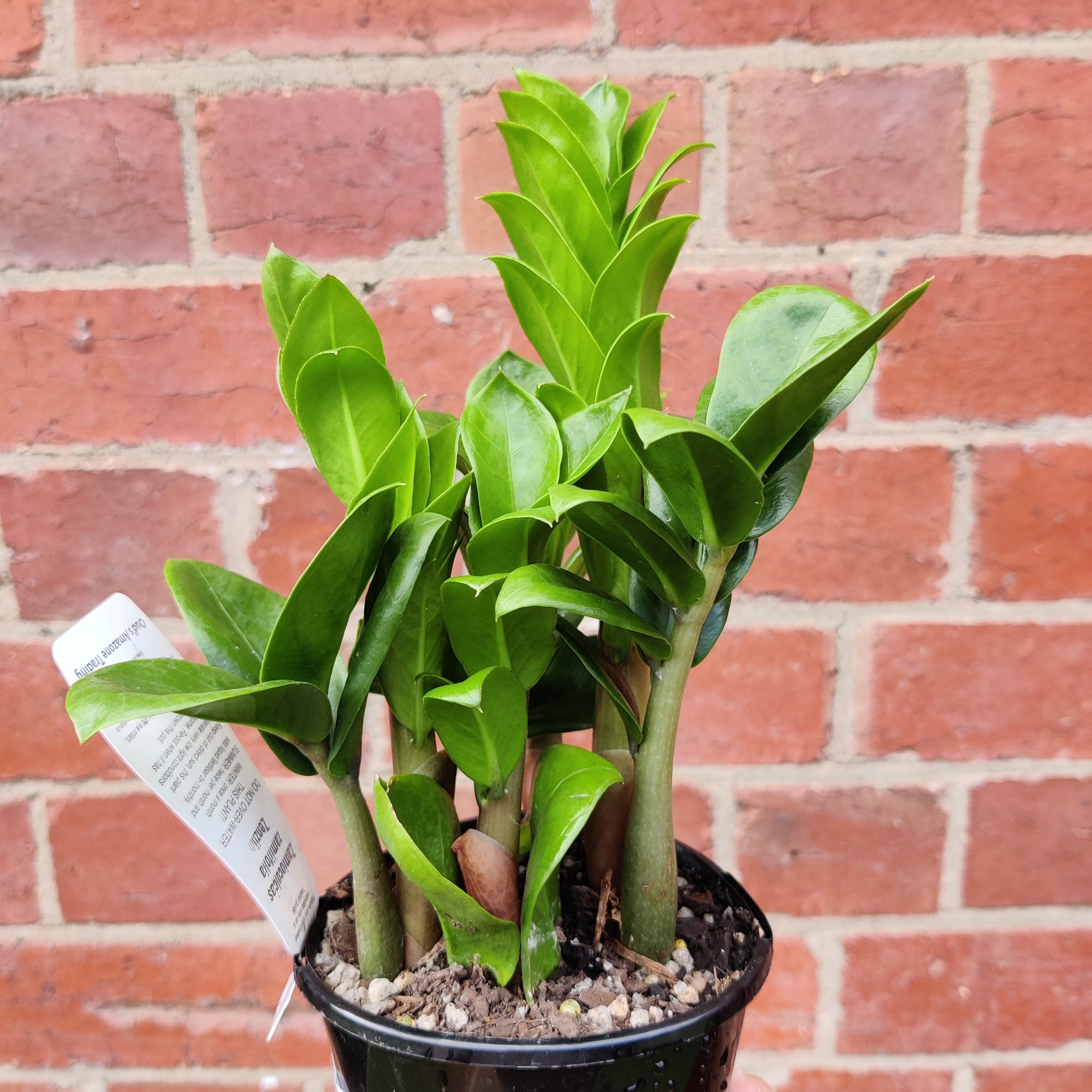 Zanzibar Zenzii - 10cm Pot - Advanced plant