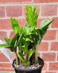 Zanzibar Zenzii - 10cm Pot - Advanced plant