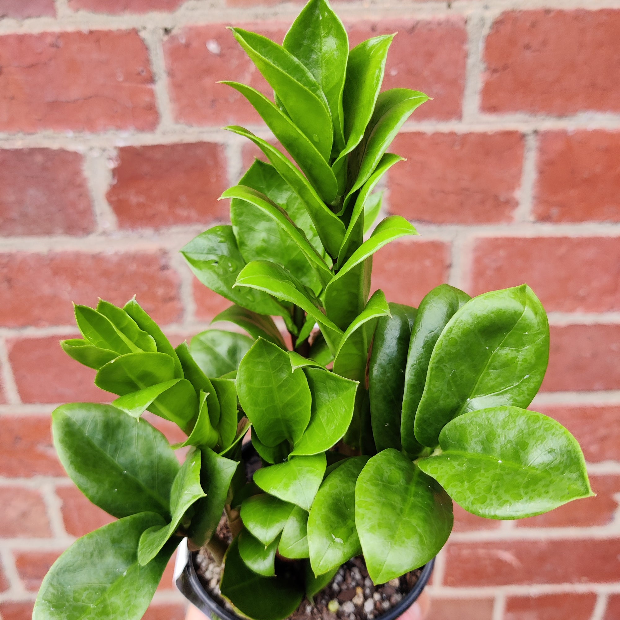 Zanzibar Zenzii - 10cm Pot - Advanced plant