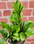 Zanzibar Zenzii - 10cm Pot - Advanced plant