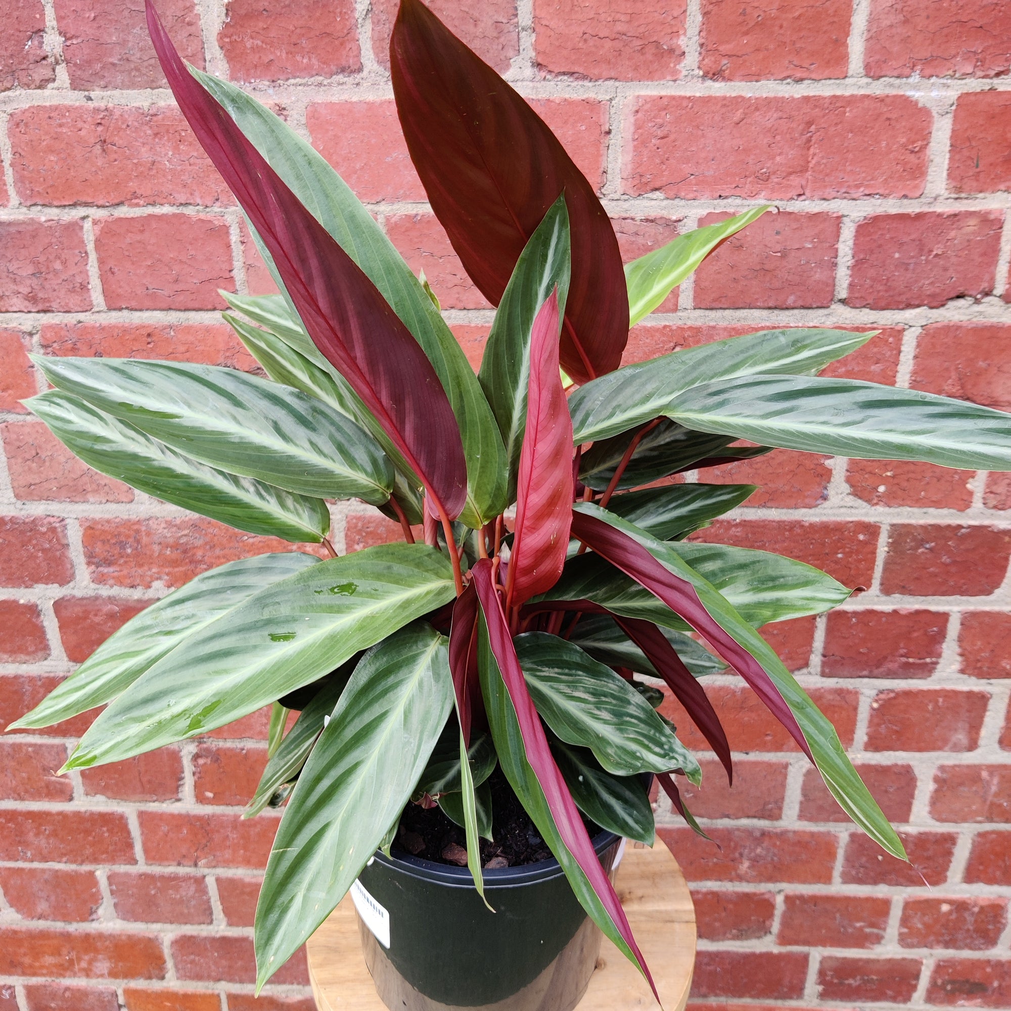 Stromanthe Sanguinea - 20cm pot
