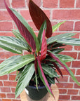 Stromanthe Sanguinea - 20cm pot