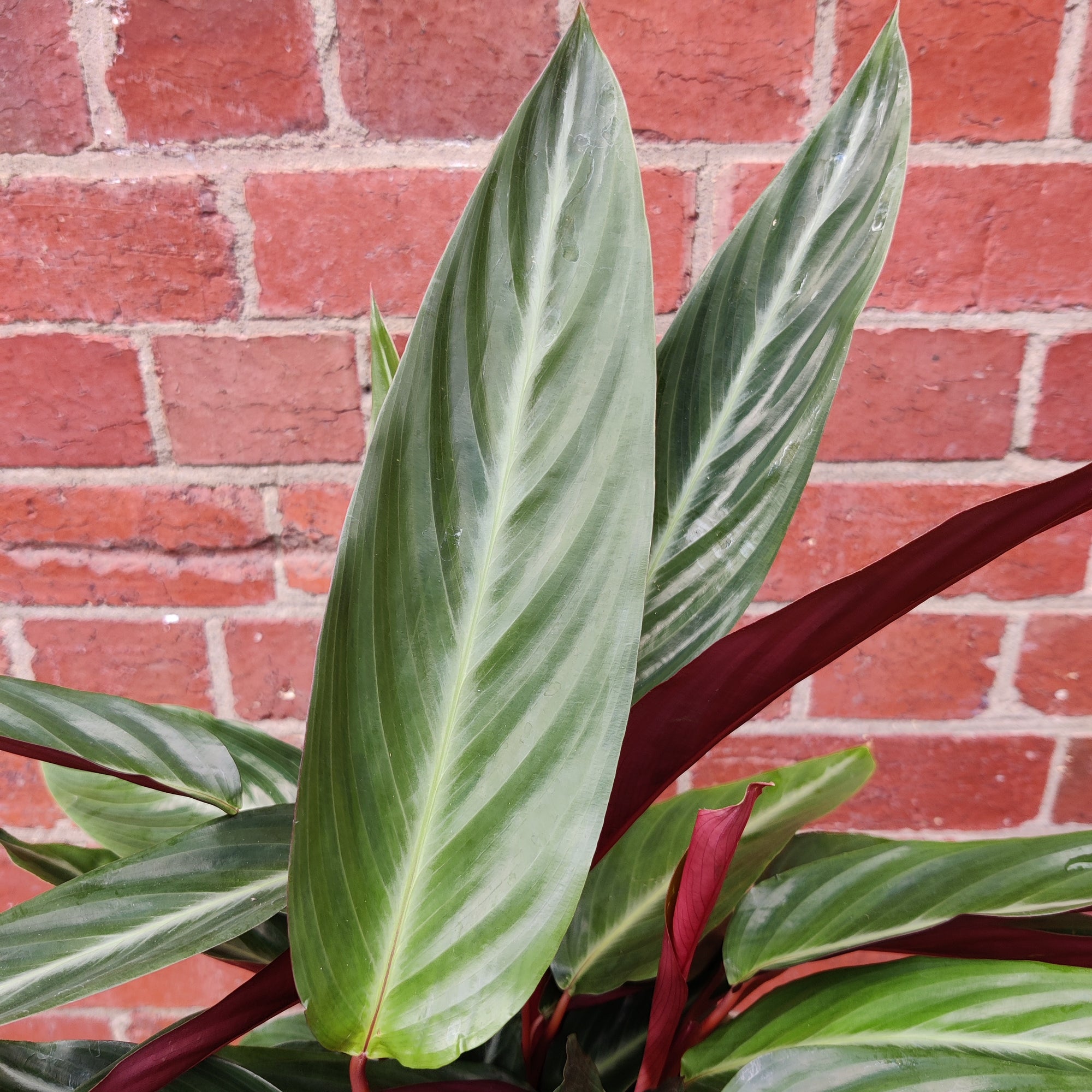 Stromanthe Sanguinea - 20cm pot
