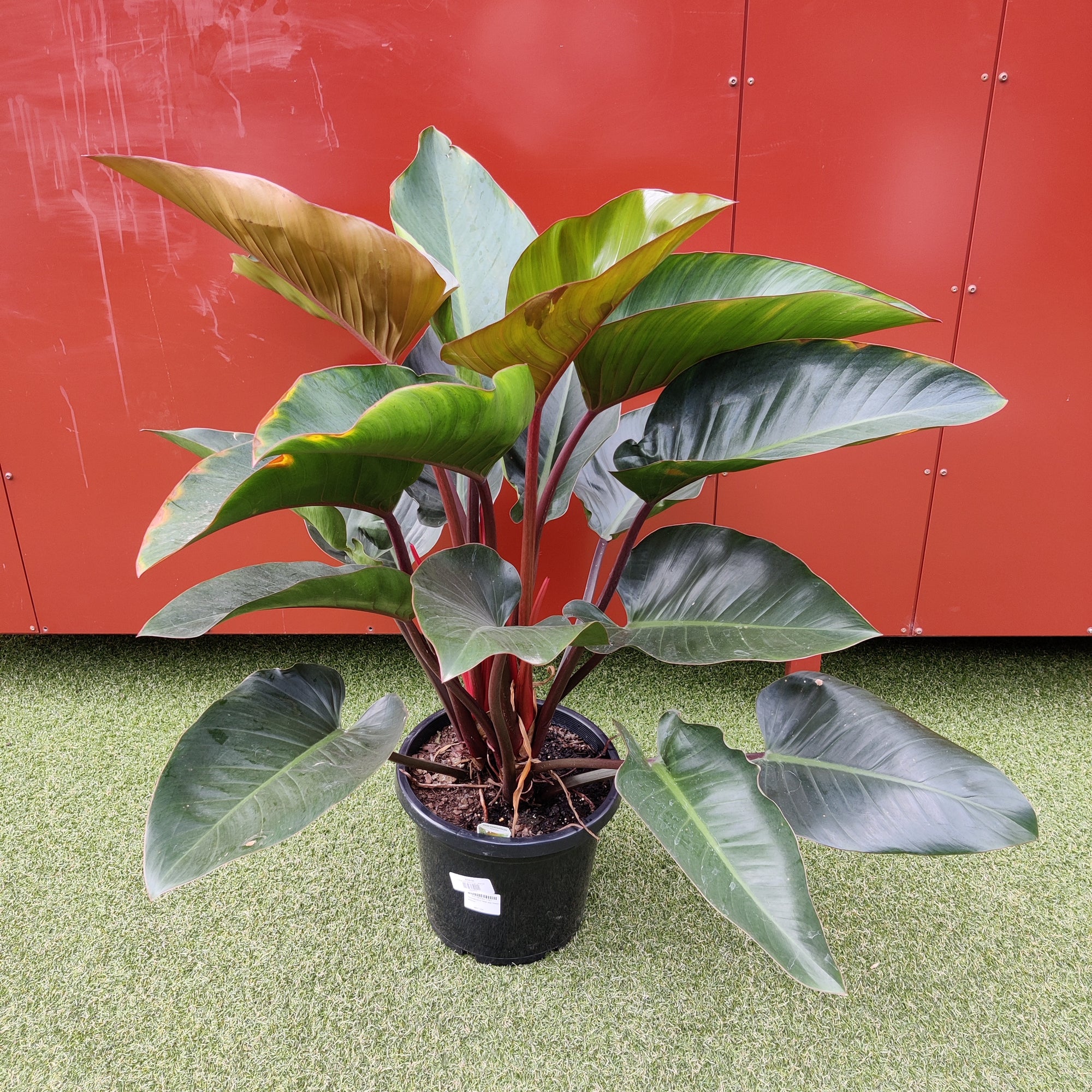 Philodendron Rojo Congo - 30cm pot