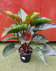 Philodendron Rojo Congo - 30cm pot