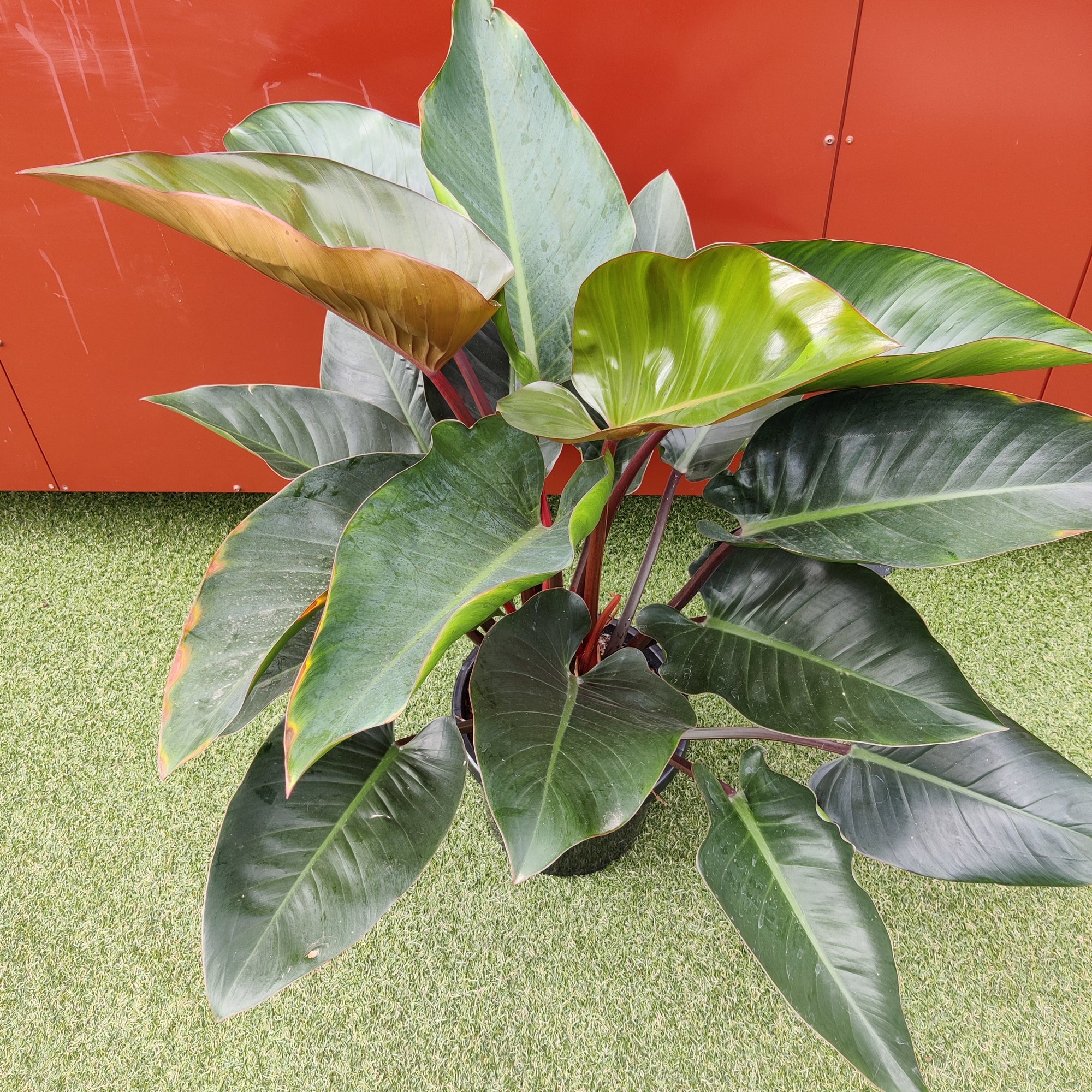 Philodendron Rojo Congo - 30cm pot