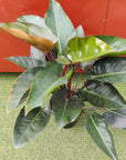 Philodendron Rojo Congo - 30cm pot