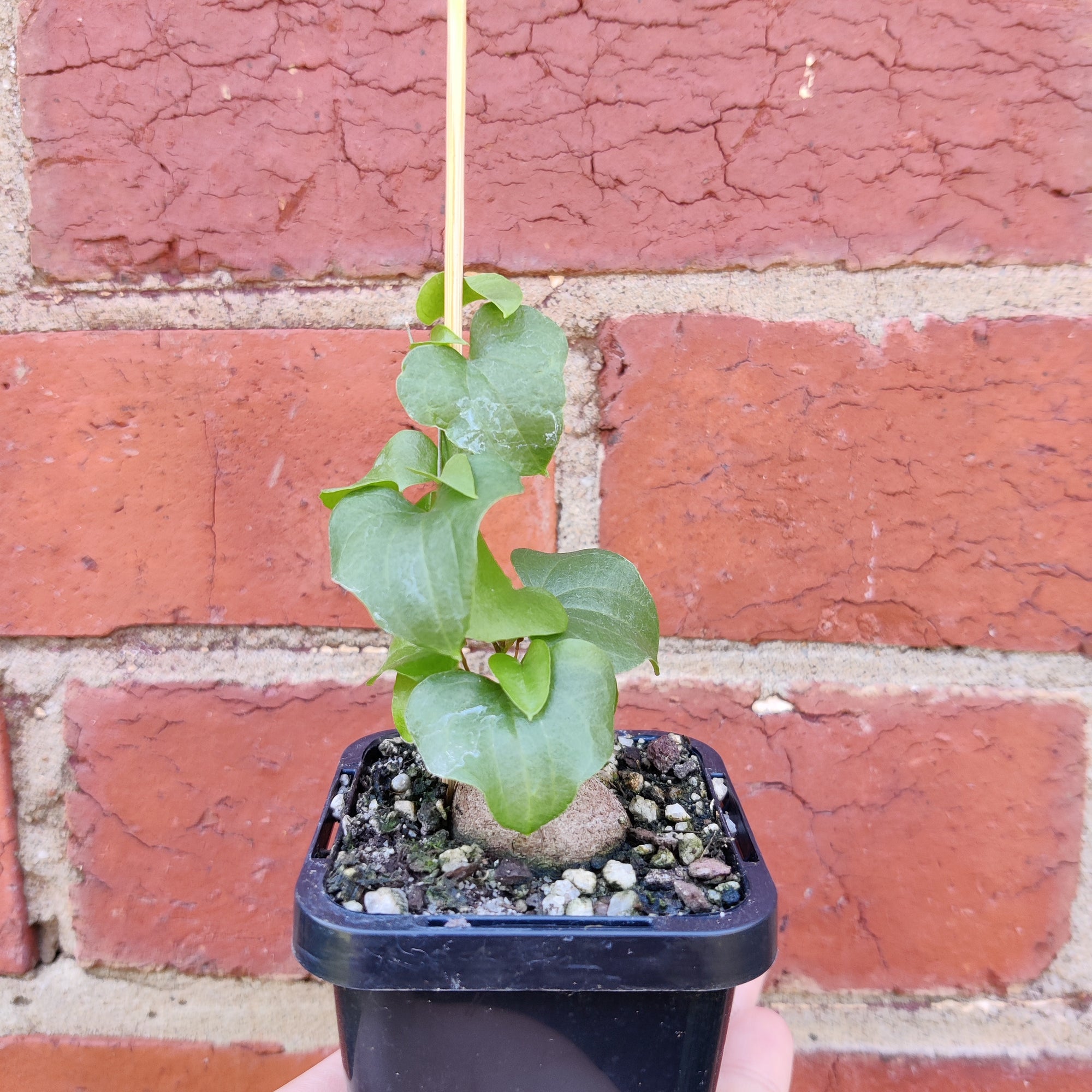 RARE - Elephant's foot - Dioscorea Elephantipes - 7cm pot