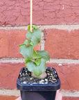 RARE - Elephant's foot - Dioscorea Elephantipes - 7cm pot