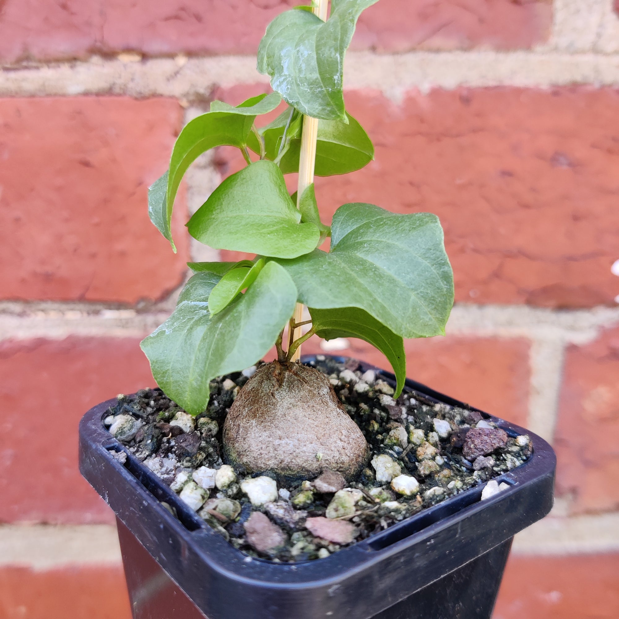 RARE - Elephant's foot - Dioscorea Elephantipes - 7cm pot