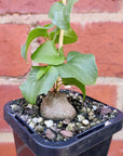 RARE - Elephant's foot - Dioscorea Elephantipes - 7cm pot