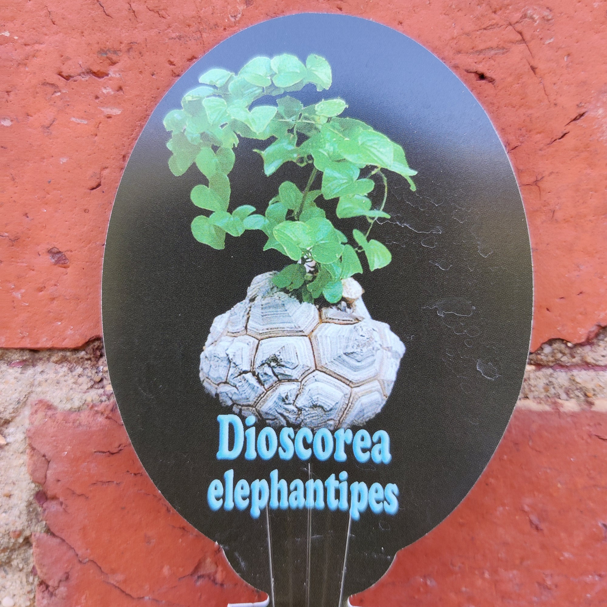 RARE - Elephant's foot - Dioscorea Elephantipes - 7cm pot