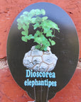 RARE - Elephant's foot - Dioscorea Elephantipes - 7cm pot