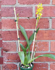 Oncidium Alliance (Bapticidium) - Hwuluduen Chameleon - 10cm pot