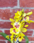 Oncidium Alliance (Bapticidium) - Hwuluduen Chameleon - 10cm pot
