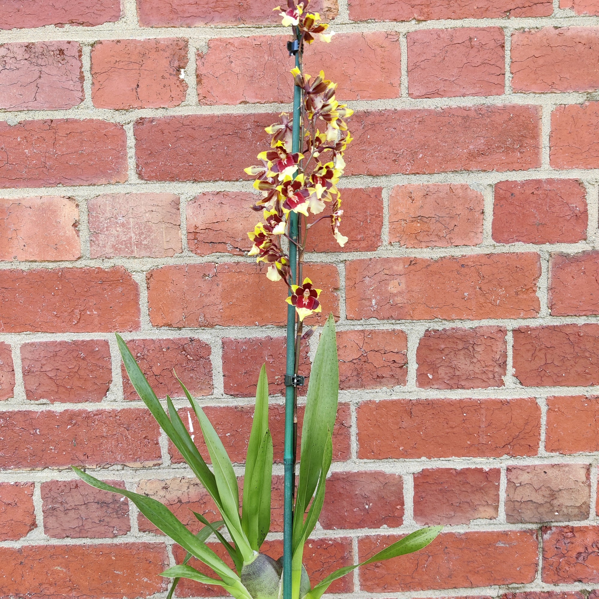 Oncidium Alliance Orchid - Wildcat 'Sky Beauty' -  10cm pot