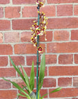 Oncidium Alliance Orchid - Wildcat 'Sky Beauty' - 10cm pot
