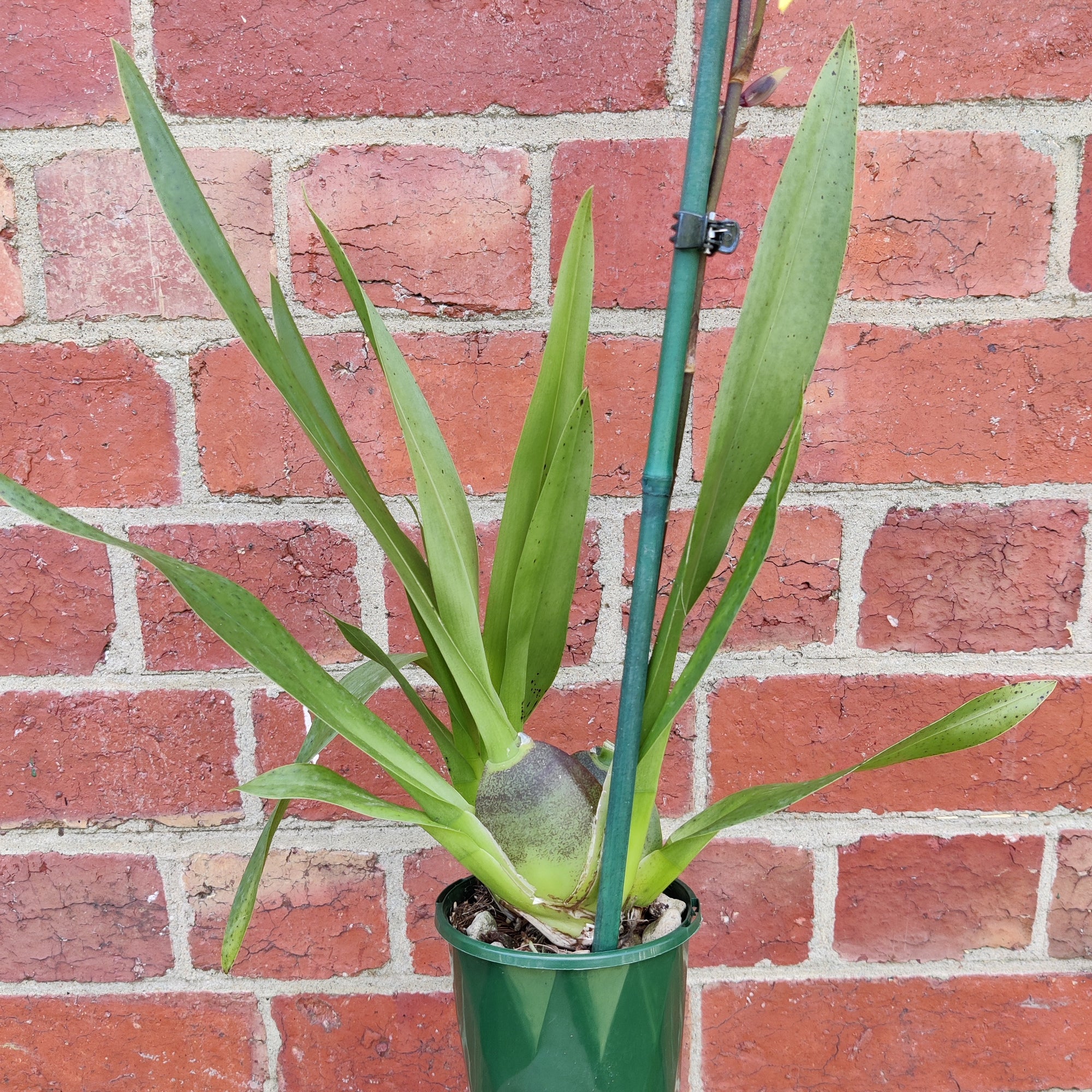 Oncidium Alliance Orchid - Wildcat 'Sky Beauty' -  10cm pot