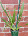 Oncidium Alliance Orchid - Wildcat 'Sky Beauty' - 10cm pot