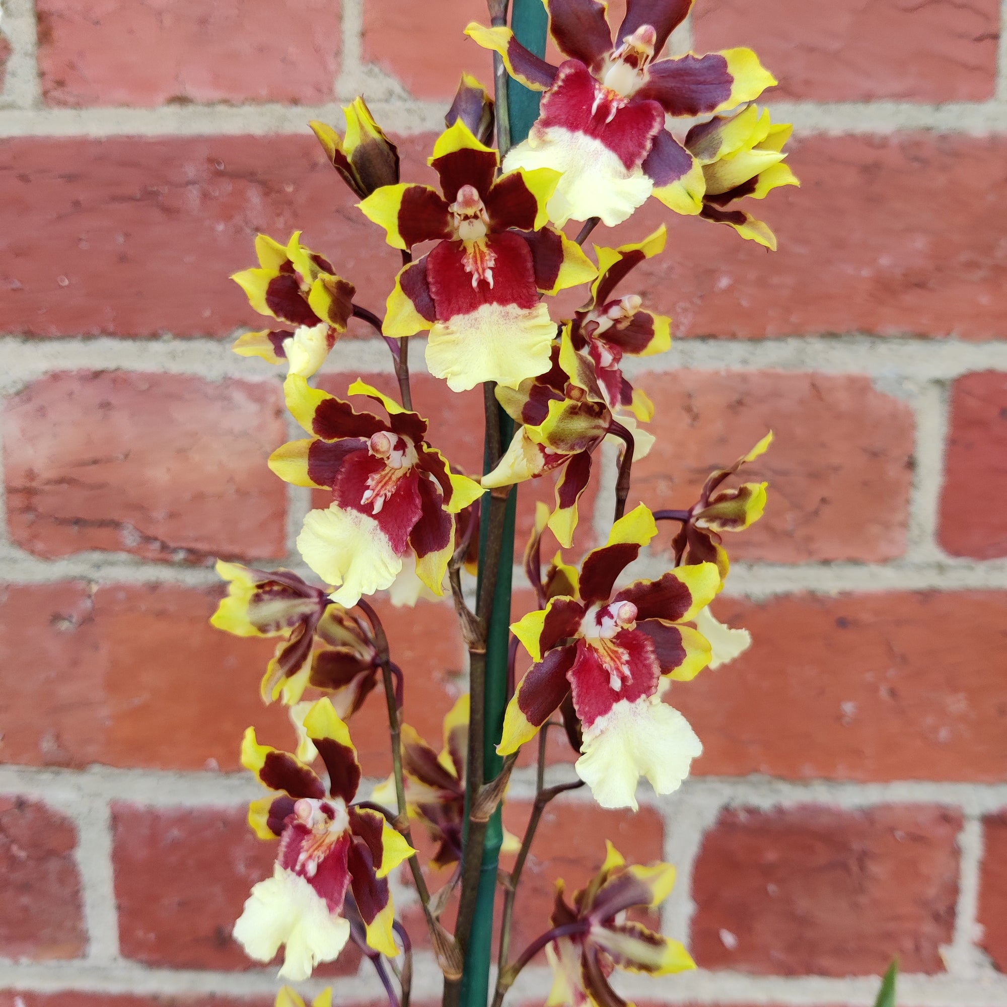 Oncidium Alliance Orchid - Wildcat 'Sky Beauty' -  10cm pot