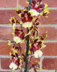 Oncidium Alliance Orchid - Wildcat 'Sky Beauty' - 10cm pot