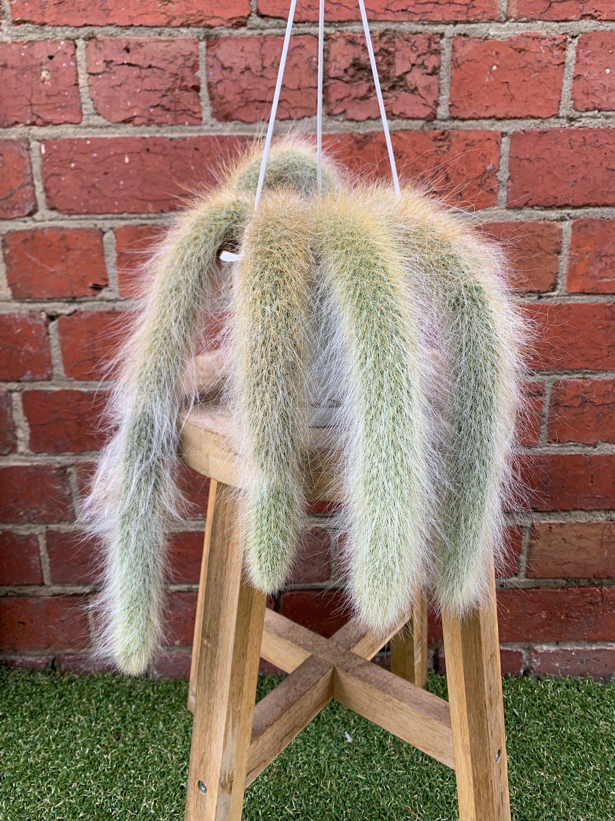 Monkey tail cactus - 13cmHB