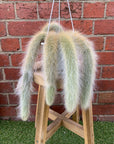Monkey tail cactus - 13cmHB
