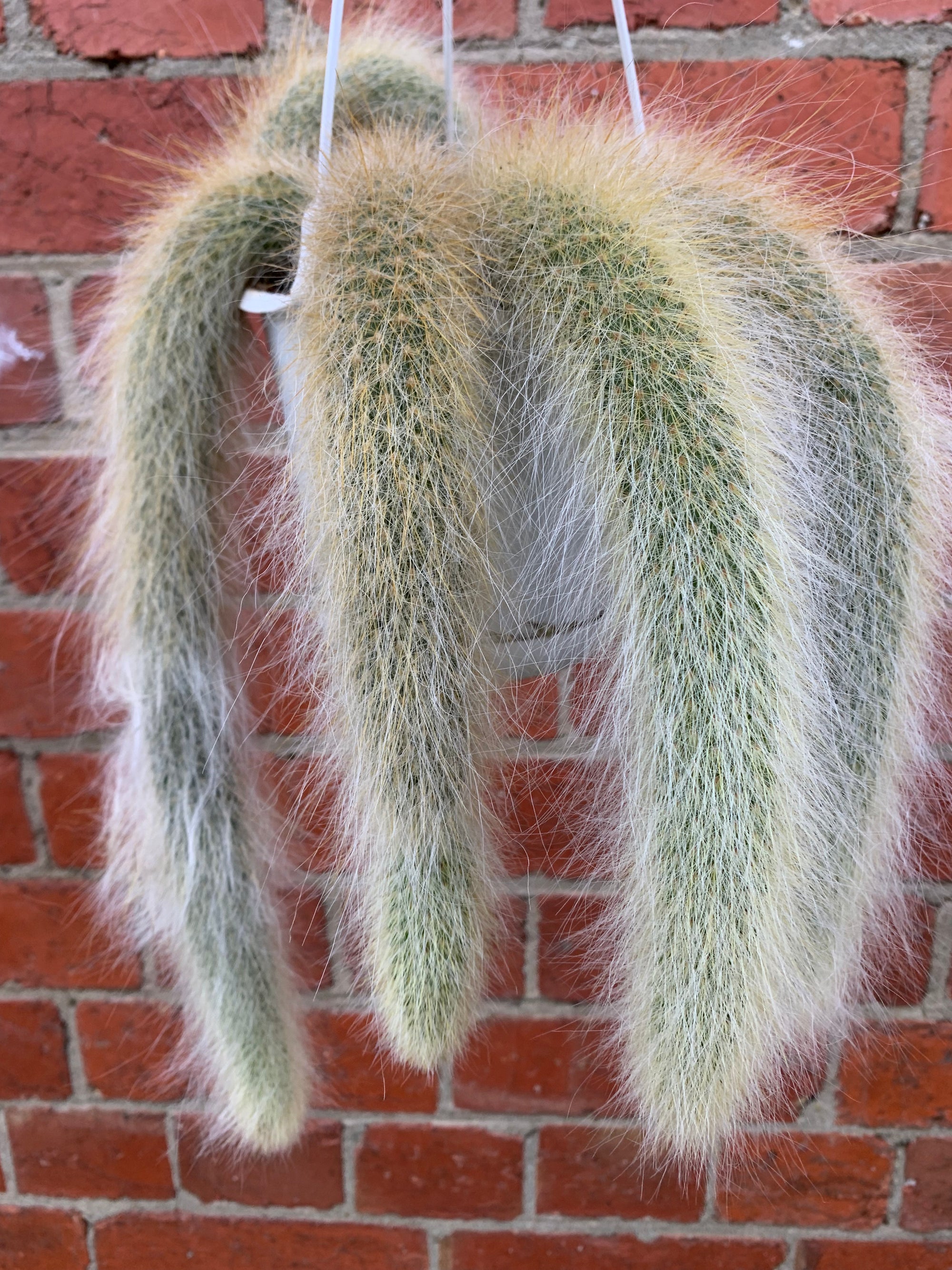 Monkey tail cactus - 13cmHB