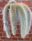 Monkey tail cactus - 13cmHB