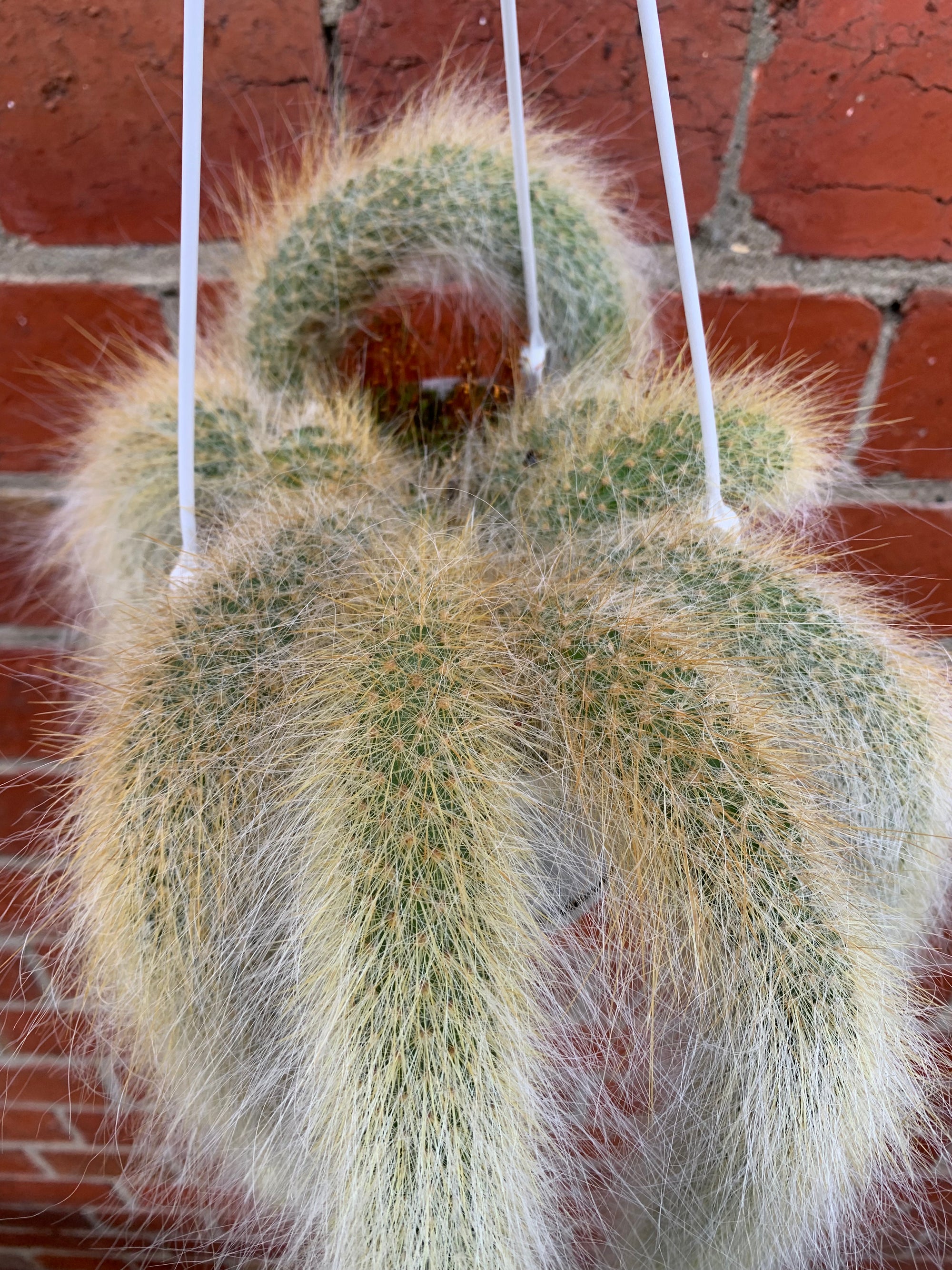 Monkey tail cactus - 13cmHB