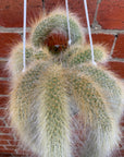 Monkey tail cactus - 13cmHB