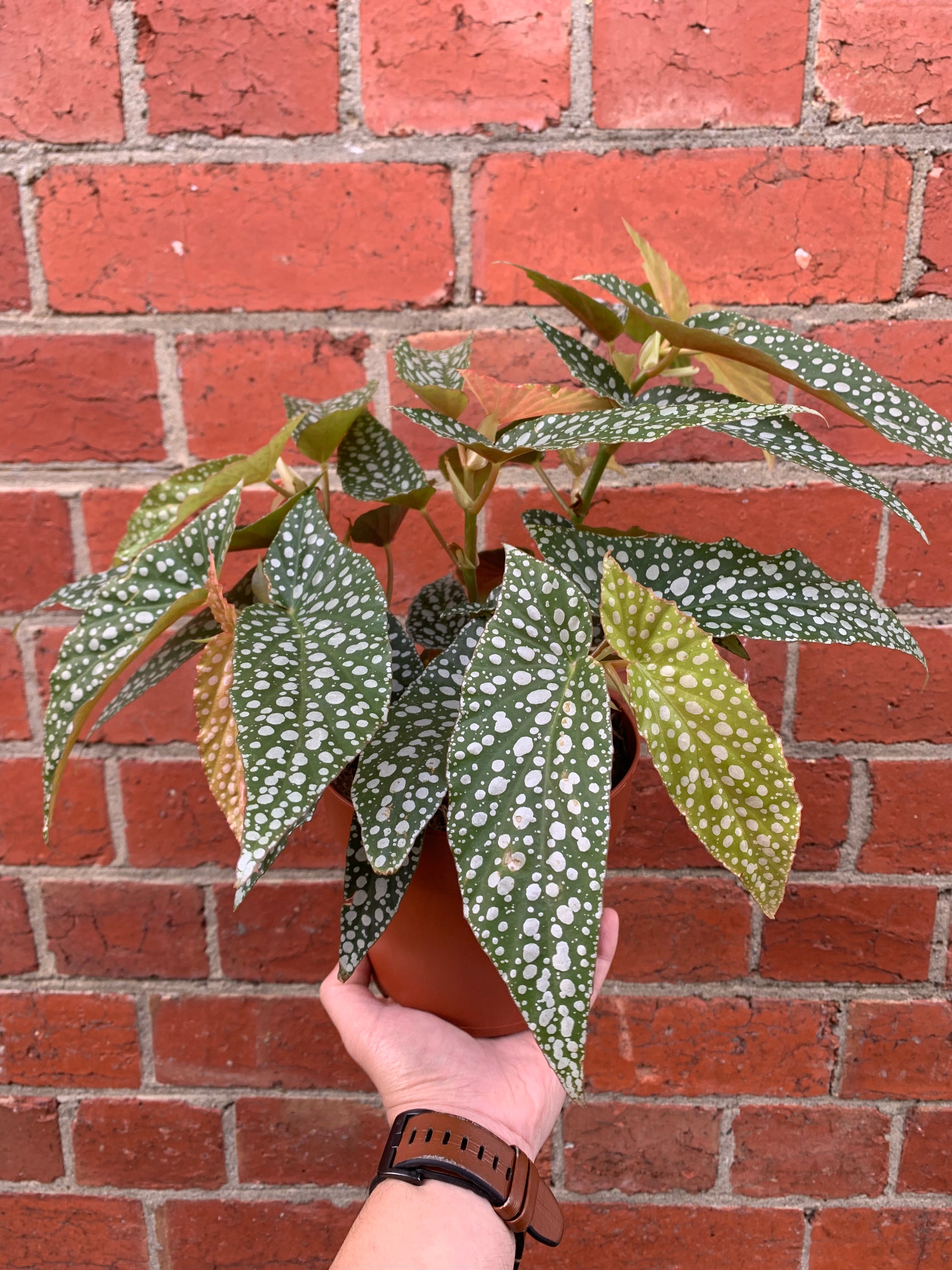 Begonia Angel Wings - 15cm Pot