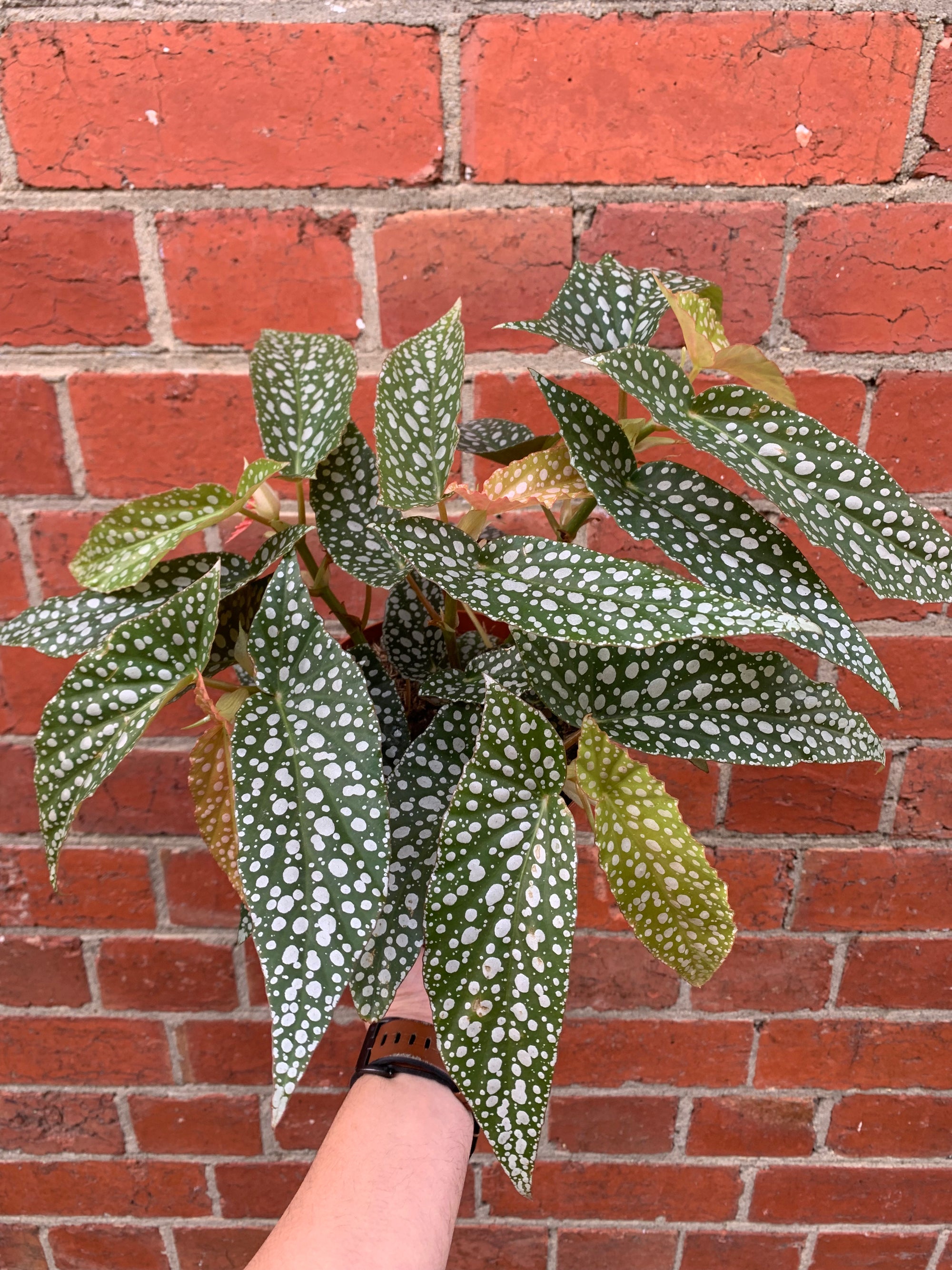 Begonia Angel Wings - 15cm Pot