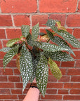 Begonia Angel Wings - 15cm Pot