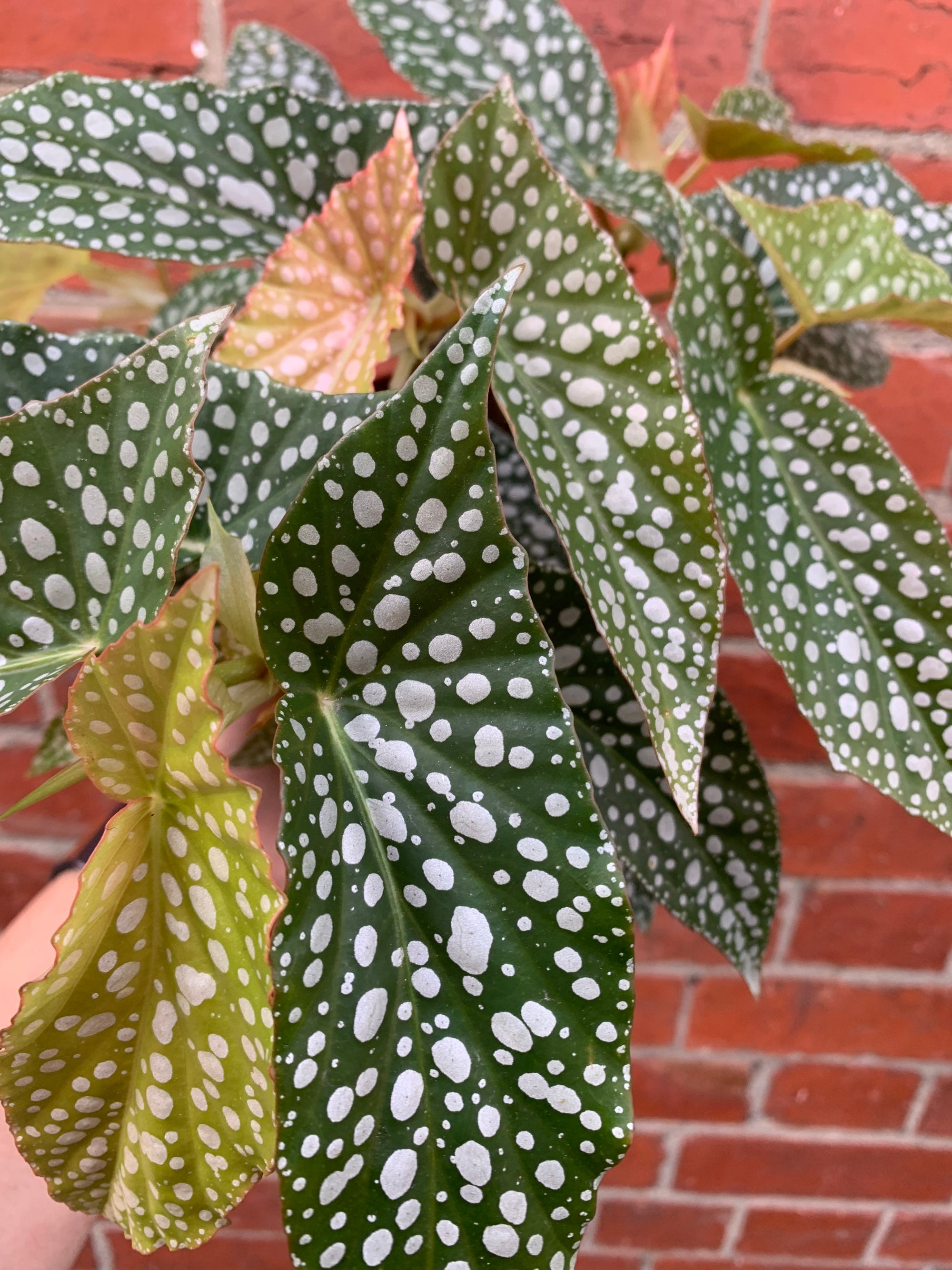 Begonia Angel Wings - 15cm Pot