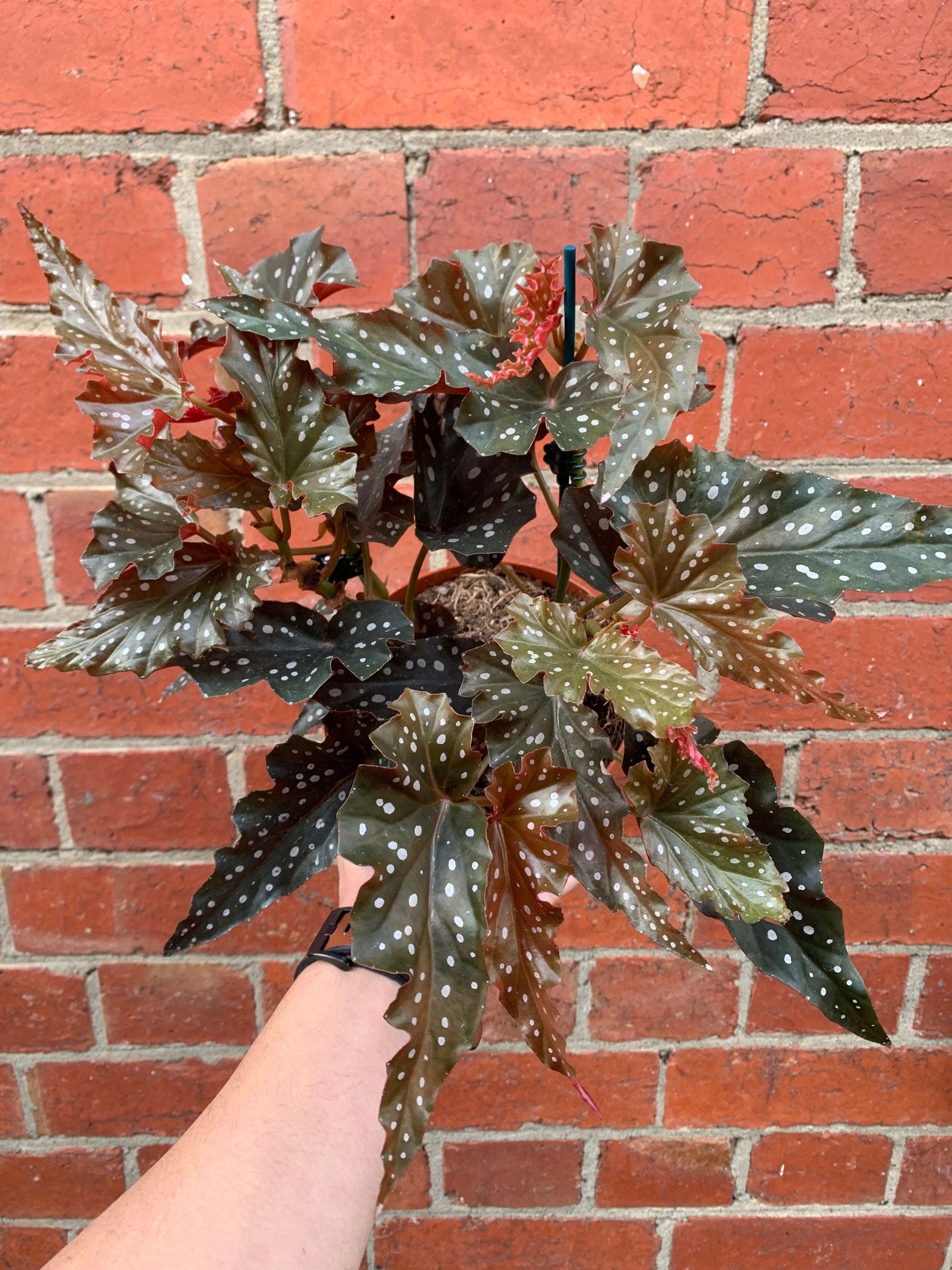 Begonia Black Forest - 15cm Pot