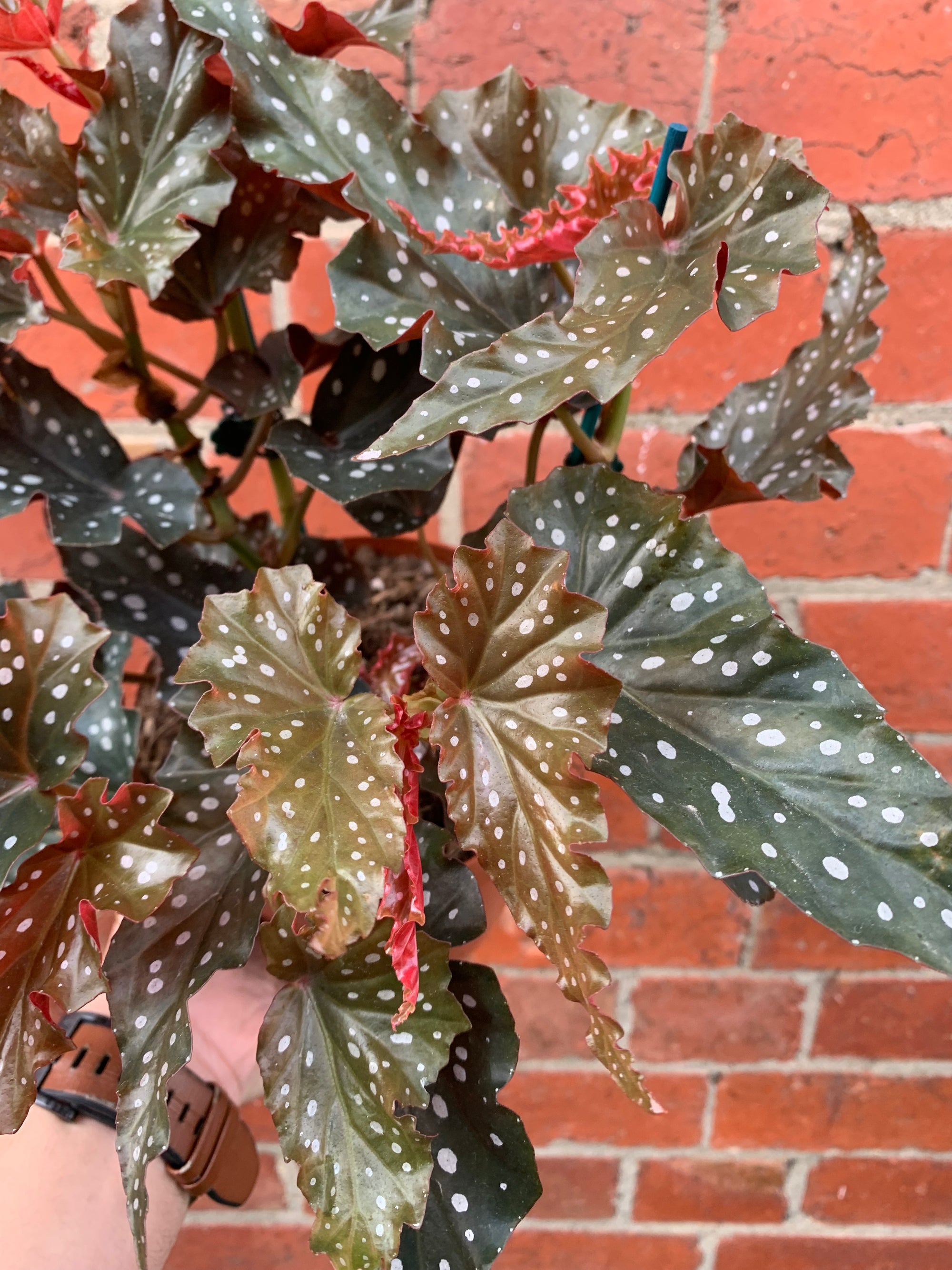 Begonia Black Forest - 15cm Pot