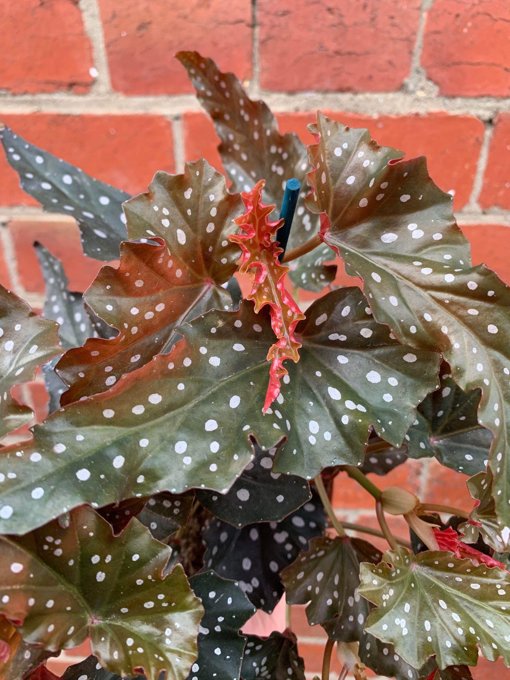 Begonia Black Forest - 15cm Pot