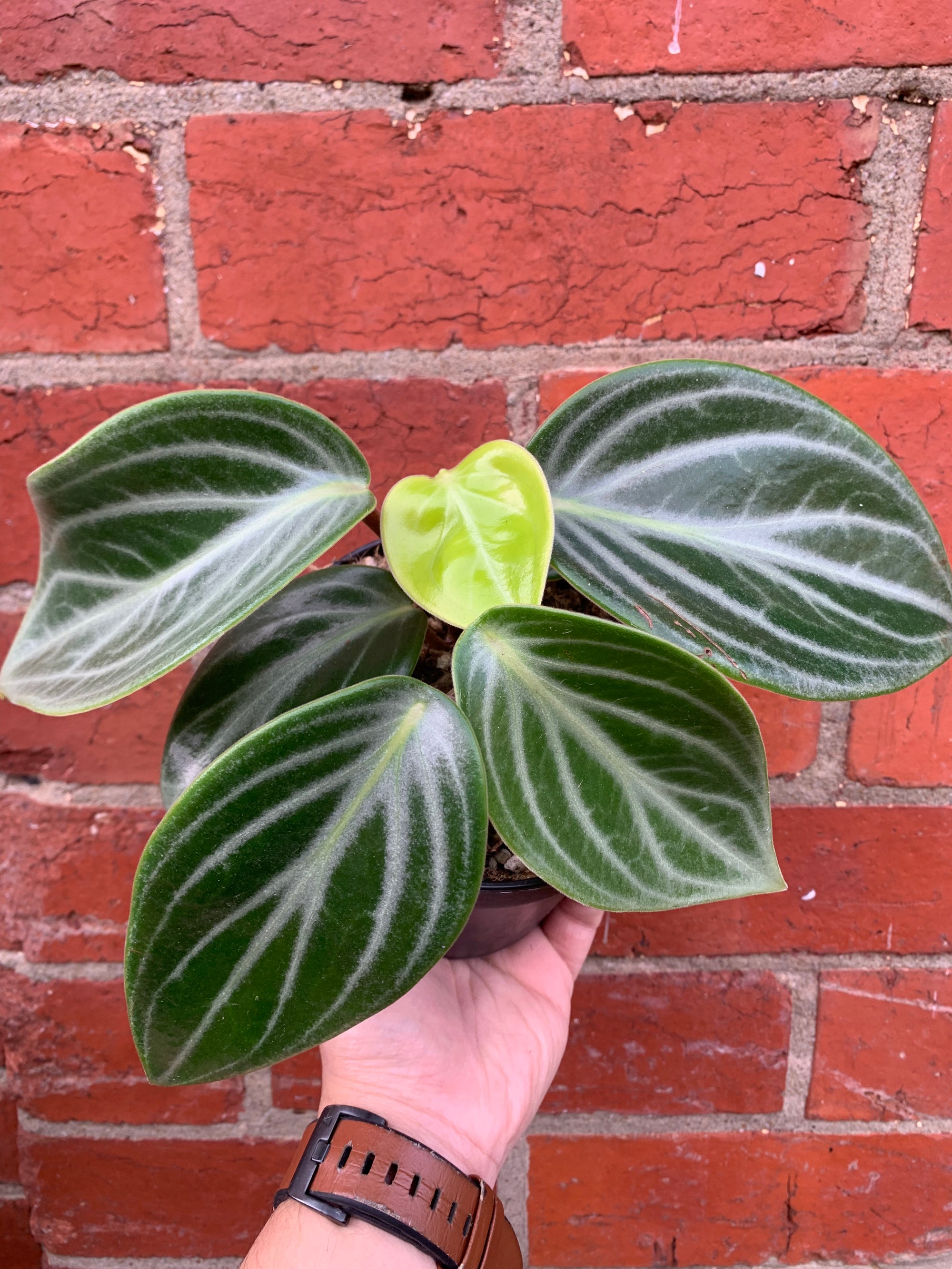 Peperomia Sarcophylla - 12cm Pot