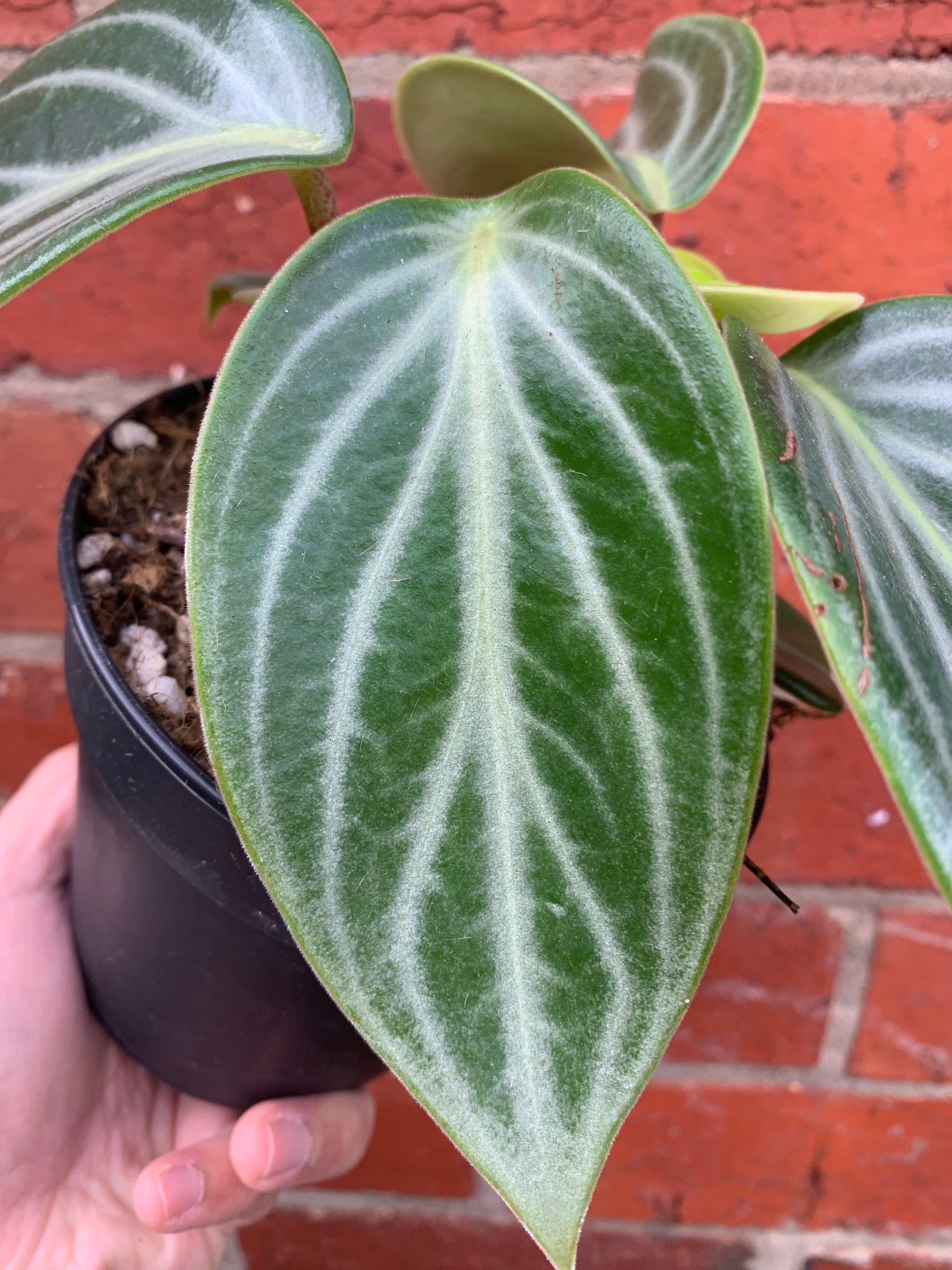 Peperomia Sarcophylla - 12cm Pot