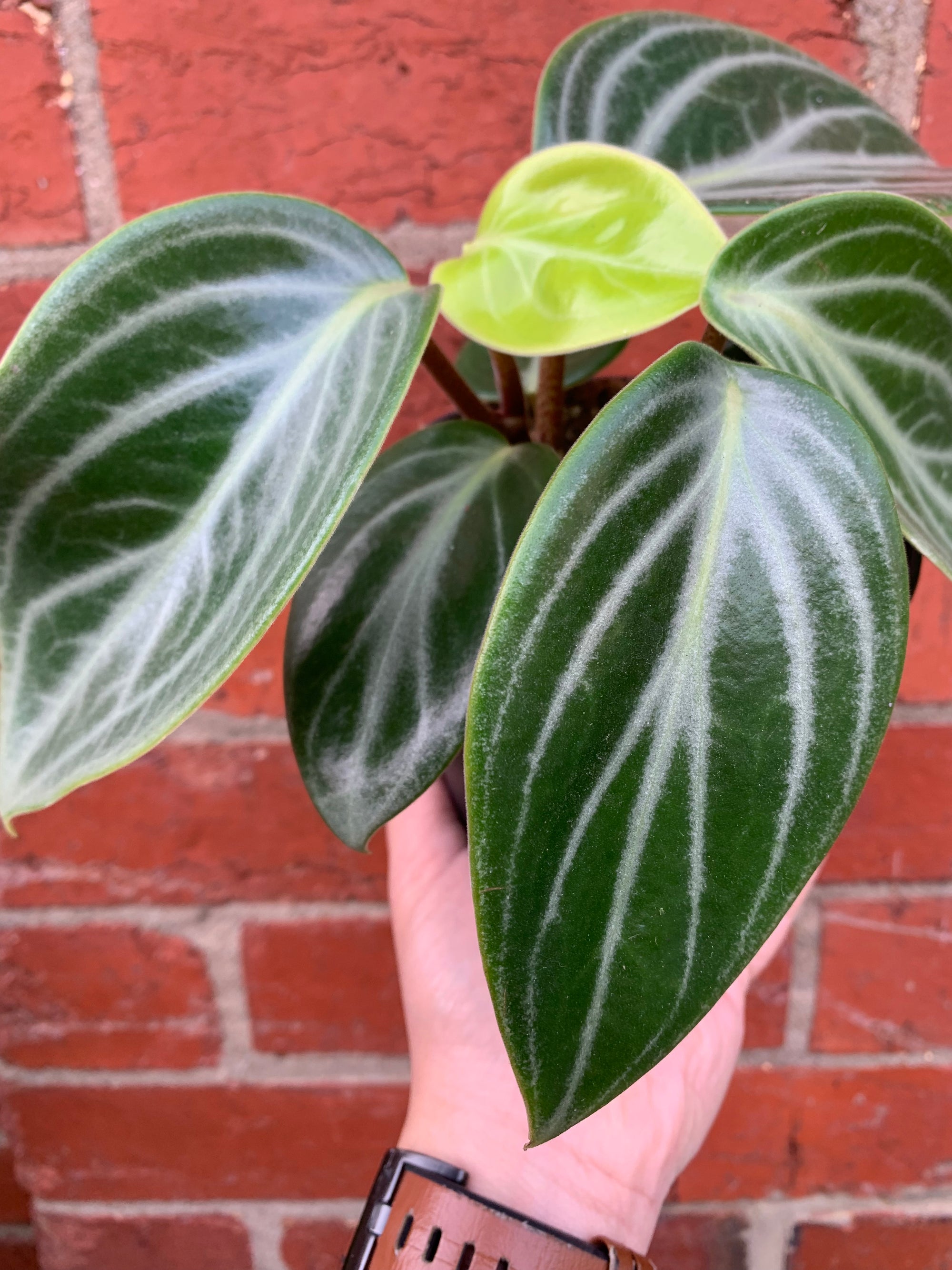 Peperomia Sarcophylla - 12cm Pot
