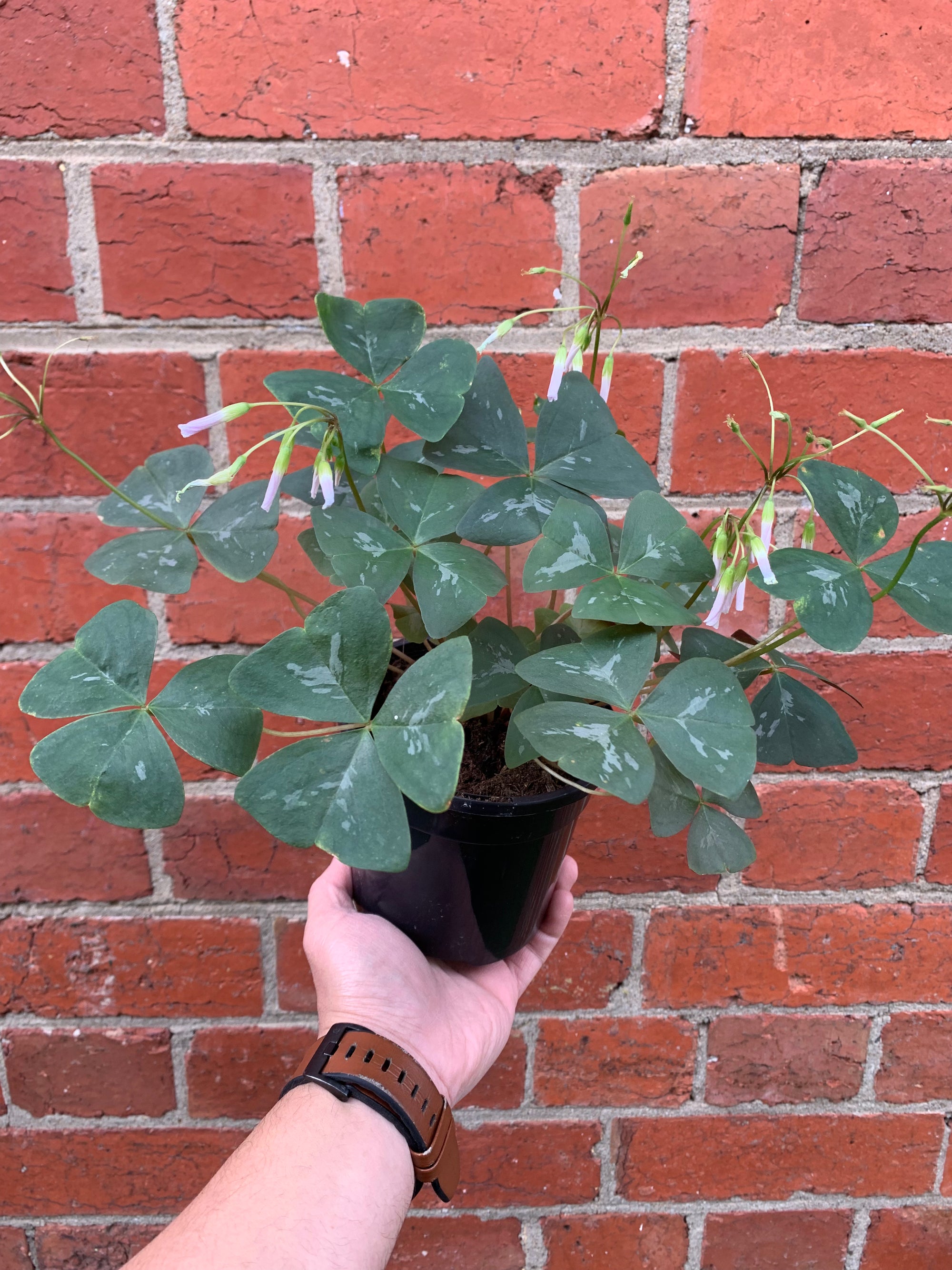 Oxalis Triangularis - 13cm pot