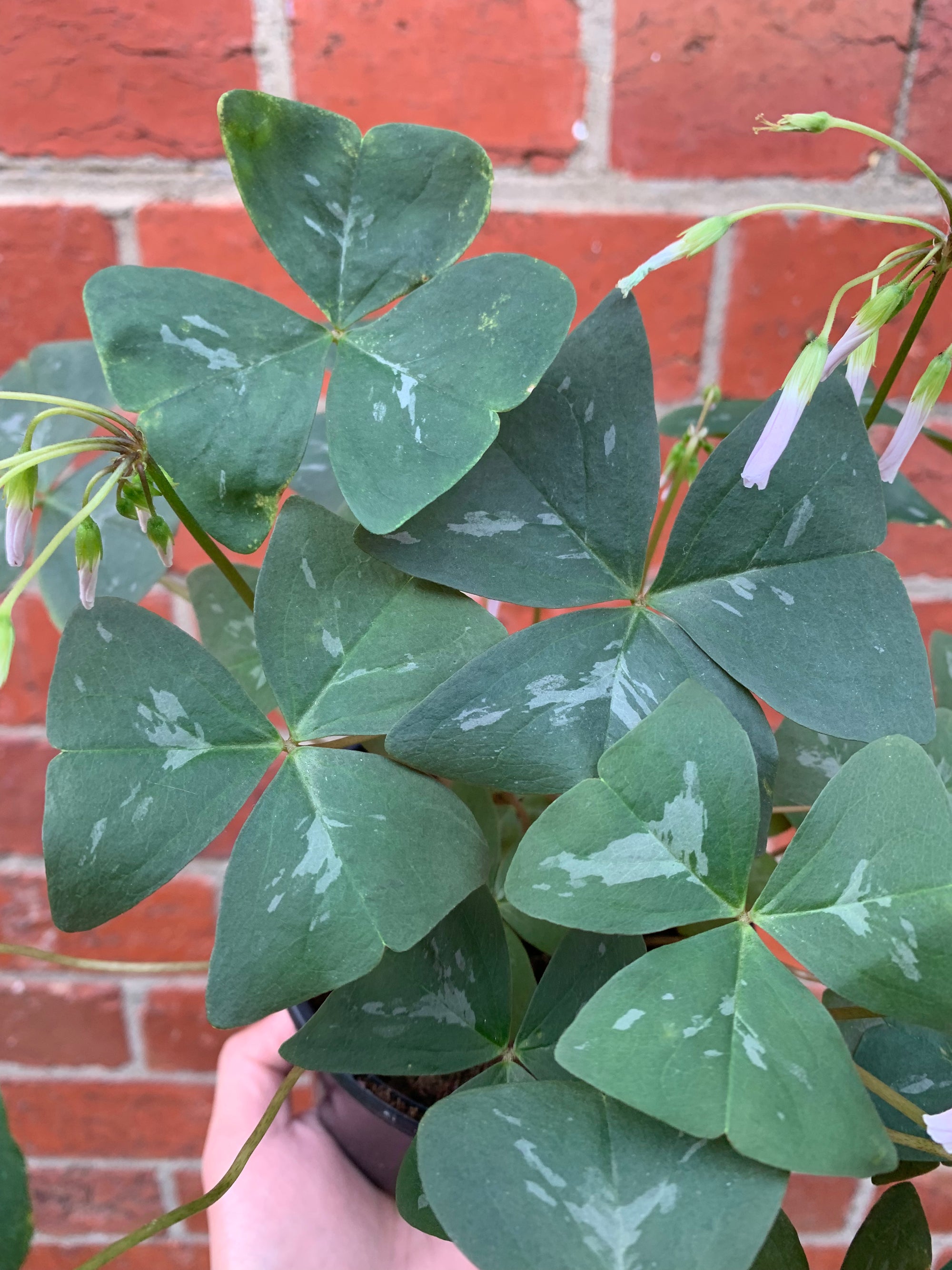 Oxalis Triangularis - 13cm pot