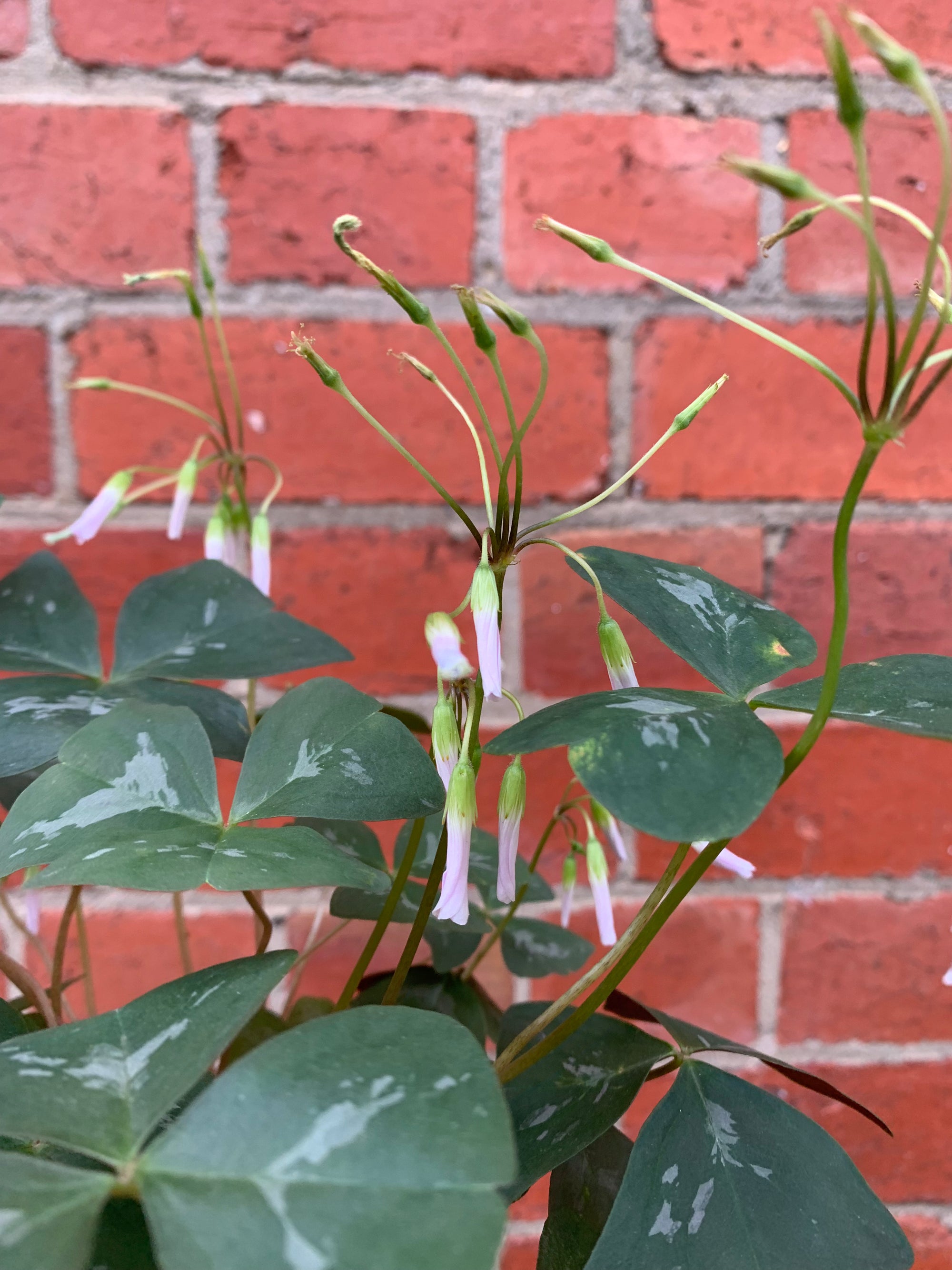 Oxalis Triangularis - 13cm pot