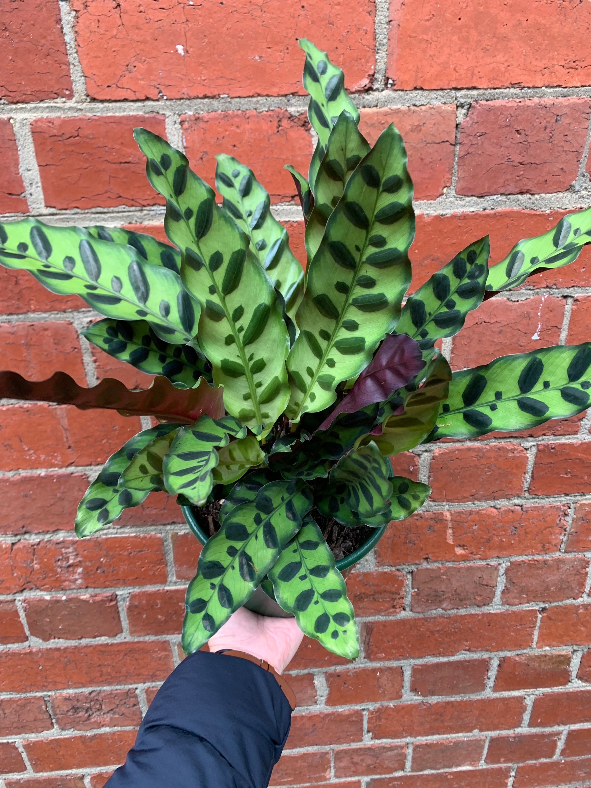Calathea Rattlesnake (Lancifolia Insignis) - 18cm Pot