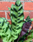 Calathea Rattlesnake (Lancifolia Insignis) - 18cm Pot