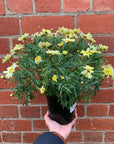Argranthemum Lemon Pastel - 14cm pot