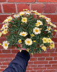 Argranthemum Lemon Pastel - 14cm pot